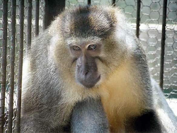 ゴールデンマンガベー